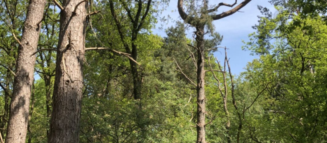 sa_1587988639_8D7BFA77-1458-4E0F-9CC1-E6AB9A951D87-825x510 (1)