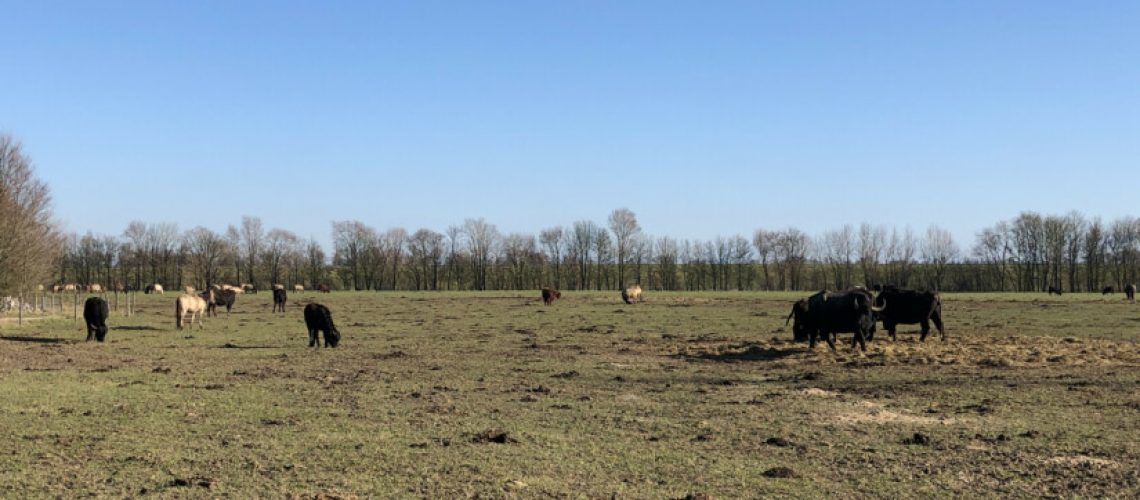 sa_1614523050_91672D65-4F53-4AB0-966F-BB60EB0824B3-825x510